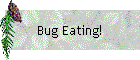 Bug Eating!